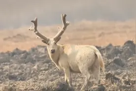 天津出现白色神兽！极其罕见的纯白色麋鹿，看到就能带来好运？图片