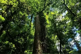 与牛顿同年生的“中国第一高树”，经历了什么？图片