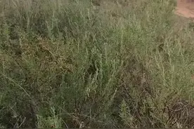 七绝·回到山沟沟图片
