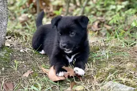 15年农民捡到一只小黑狗，长相憨傻却力大无穷，专家前往发现真相图片