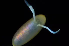 揭秘：家里经常出现的这种小飞虫竟然是诺贝尔奖制造机图片