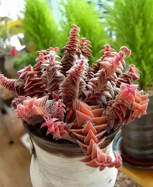270种常见多肉图谱，一分钟认全！