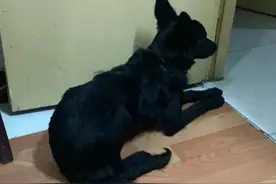 推存给有需要的爱狗人士100元以内治疗好我家狗狗肠胃炎和胰腺炎图片