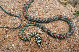 没翅膀却会飞，研究员发现金花蛇的秘籍，它已掌握“空气动力学”图片