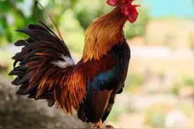 为什么公鸡每天都能准时打鸣？难道它会算时间？有用的知识增加了图片