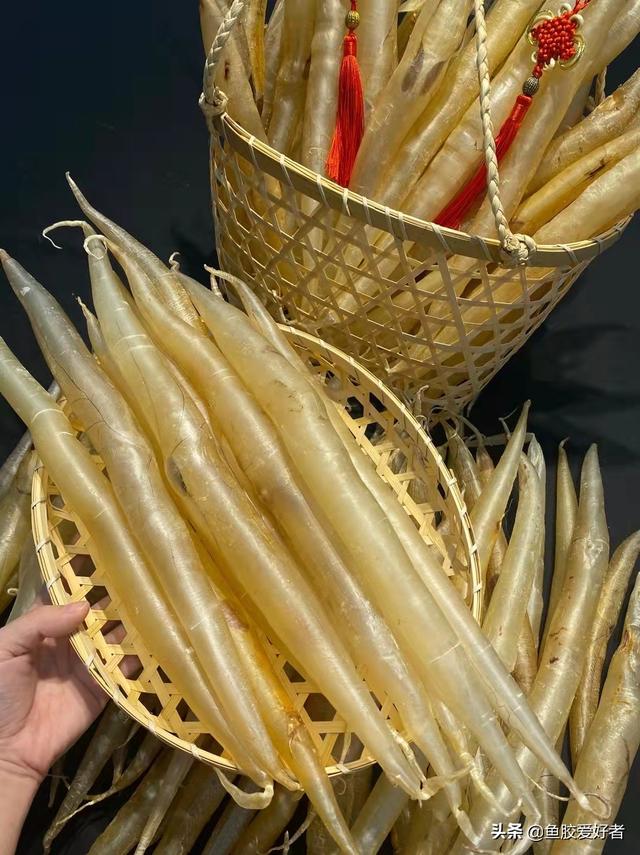 海鲜胶和花胶区别 2026年海鲜胶和花胶区别是什么