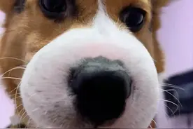 笑不活了！柯基犬招惹蜜蜂被蛰，结果狗狗脸肿得像个大头皮鞋？图片