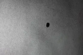 屋里很干，床上为什么会有吸血小黑虫？床上的吸血小黑虫怎么处理图片