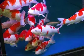 养鱼人请不要在过滤上花冤枉钱了，教你这样过滤图片