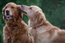 狗狗在交配时，为什么会背靠背呢？图片