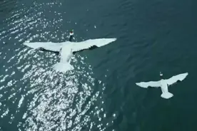 盘点《鹤唳华亭》中那些让人惊艳的台词图片