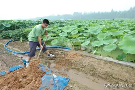 粪肥和饼肥如何发酵？我只用两个方法，半月彻底腐熟一点不臭图片