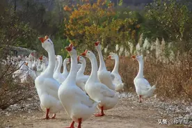 养鹅如何提高效益？这个菜鹅爱吃，柔嫩多汁，亩产6~8吨，效益好图片