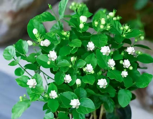 如何养茉莉花（养茉莉花的5大技巧）
