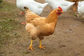 生肖鸡是什么样的人？有什么缺点？图片