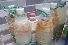 淘米水制作营养液不臭的方法，促进花芽分化，延长花期图片