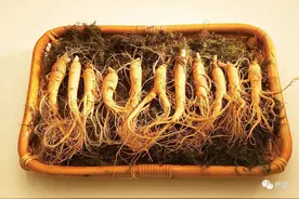 人参，中医称四个字：少吃常吃图片