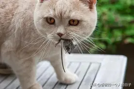 越南人每年吃掉400万只猫，中国人不吃猫肉，不敢吃还是不好吃？图片