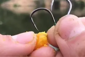 用玉米钓鲤鱼总是空军，是玉米用错了吗？是错过了鱼口却没重视！图片