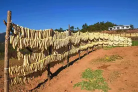 晒干后更好吃的6种蔬菜，如果你家有，别忘了晒一些冬天吃图片