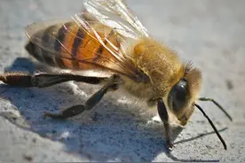 1957年，巴西实验室26只杀人蜂出逃，40年发展上亿只席卷美国图片