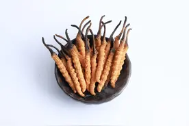 新鲜的冬虫夏草怎么吃？【兰青生物】图片