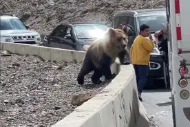 西藏那曲出现藏马熊，体态健壮，肌肉发达，过路人纷纷开窗投喂图片