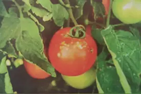 臭屁虫刺吸番茄辣椒茄子让果实斑痕累累，区别用药杀虫防治效果好图片