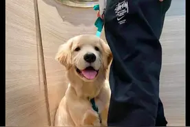 金毛第一次坐电梯，它秒变成严肃的表情，狗：我怎么心跳加速了？图片