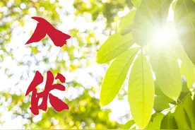 明日入伏，注意少做3事，多吃2样，常喝3汤，天热身体不受苦图片