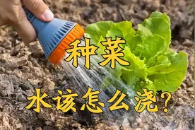 种菜“水”该如何浇？这篇文章说清楚了图片