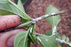 养花7种“病害”，对植物危害大，园艺师教你，如何科学处理图片