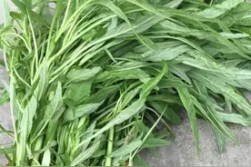 五月蔬菜之王——苋菜图片