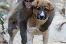 一猴一狗追踪拐孩子的人贩子200多里，及时找人救出孩子|传奇图片