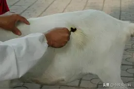 羊涨肚子是什么原因？治疗羊涨肚最有效的办法，赶快来收藏学习！图片