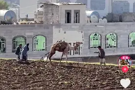 中国网友教也门人种地，骆驼犁地出来的那一刻，评论区把人笑抽了图片