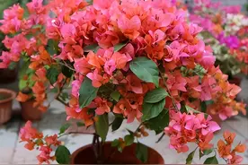 三角梅开完花，要“剪三刀”用2种肥，开花一茬接一茬，花开不断图片