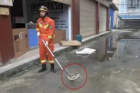 抓个不停！有蛇“出洞”，消防出动！图片