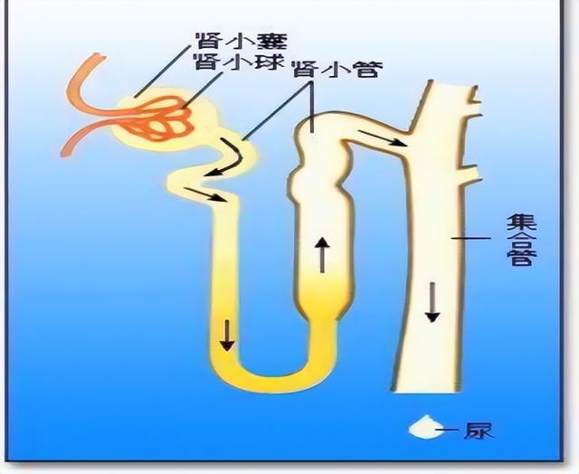 肾脏好不好，一泡尿就能知晓？尿量多少最健康？告诉你答案