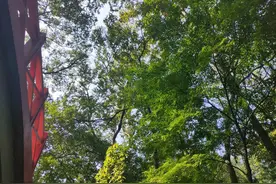 它是我国第一座国立植物园，背靠紫金山，临琵琶湖，生态环境绝佳图片