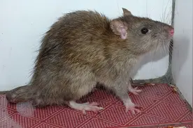 城市少了可以理解，农村也很少见，曾经随处可见的老鼠都去哪了？图片