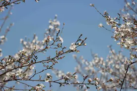 江夏安山的5000株樱花开了！免门票入园图片