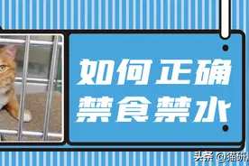 猫咪呕吐后，需要禁食禁水吗？图片