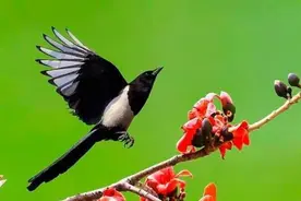 我们都搞错了，报喜鸟说的竟然不是喜鹊，而是另一种鸟？图片