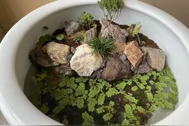 古法养鱼，开三无原生青鳉缸，开缸造景过程详解，以及一些注意点图片