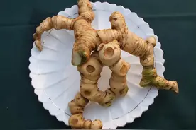 “神仙余粮”—黄精的药用价值以及种植技巧图片