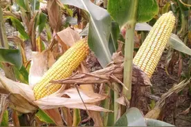 转基因玉米来了，它是吃人的虎？还是美味的羊？浅析图片