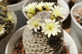 仙人球换盆“诀窍”，大小球不一样，学会上盆就长根，从来不烂根图片