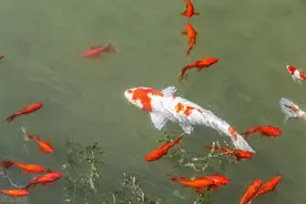 鱼缸不要空闲着吃灰，今天我给您介绍一种最好养的观赏鱼图片