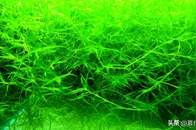 翠绿翠绿的竹节草该怎么养，今天给鱼友们分享我养竹节草的经验图片